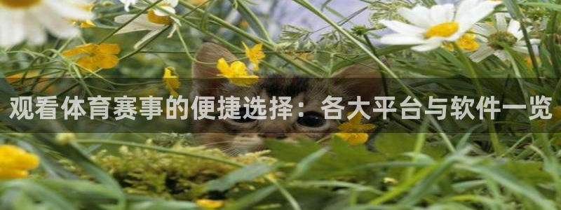 泡泡体育nba免费直播