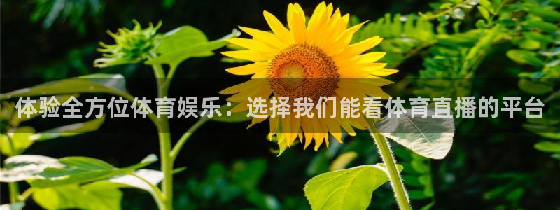 nba直播泡泡体育：体验全方位体育娱乐：选择我们能看体育直播的平台
