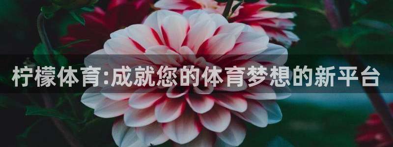 nba直播在线看泡泡体育