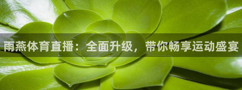 nba比赛视频免费观看泡泡体育直播：雨燕体育直播：全面升级，带你畅享运动盛宴